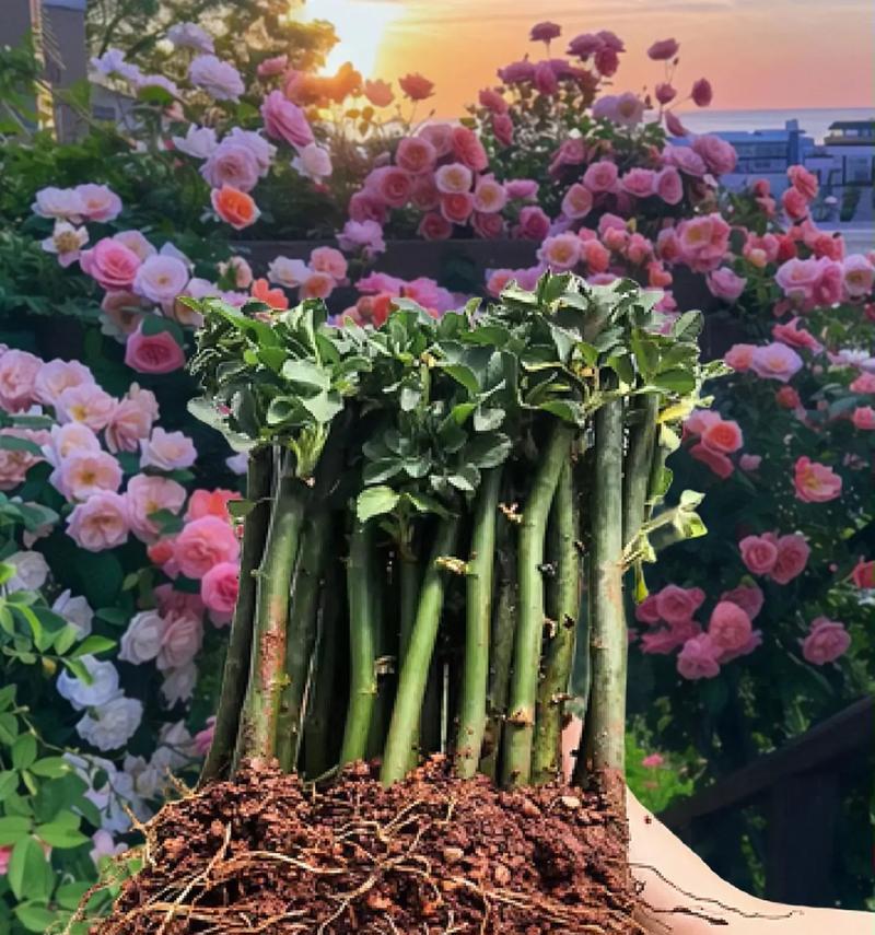 月季花培育技巧是什么？如何培育出美丽的月季花？