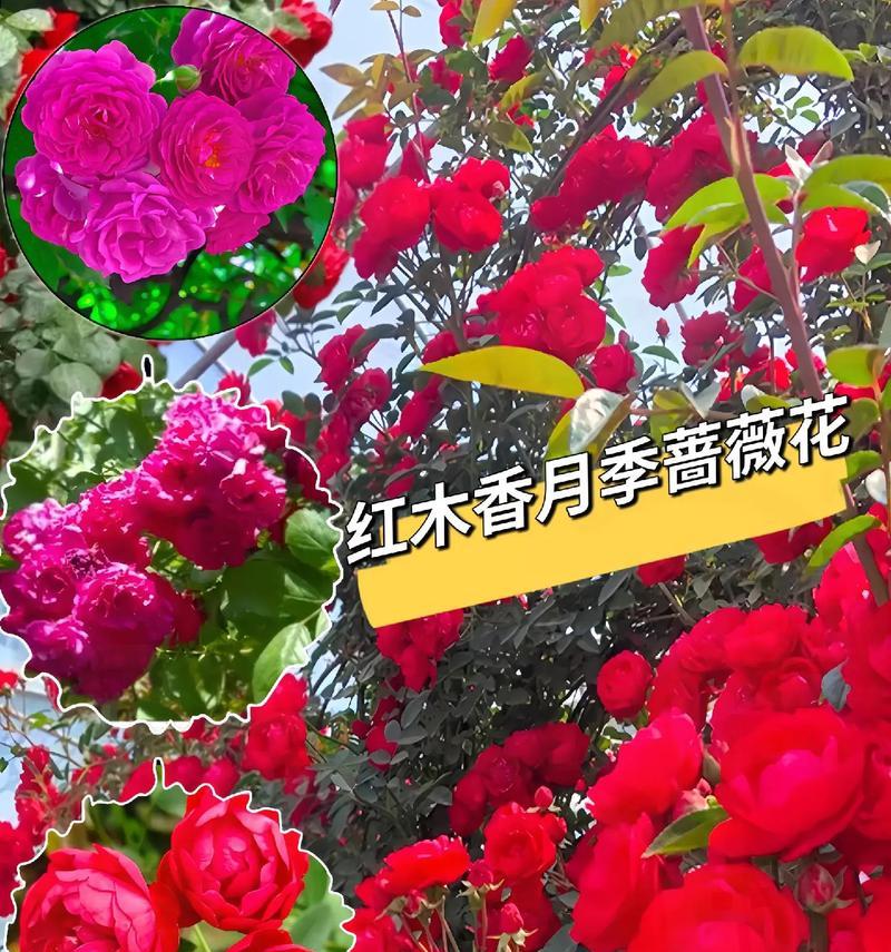 月季花培育技巧是什么？如何培育出美丽的月季花？