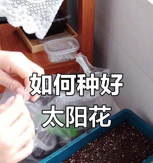 太阳花播种和生长管理的要点是什么？