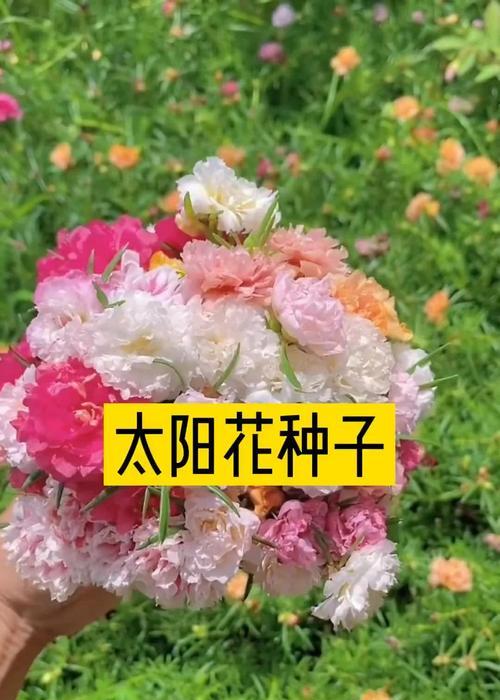 太阳花播种和生长管理的要点是什么？