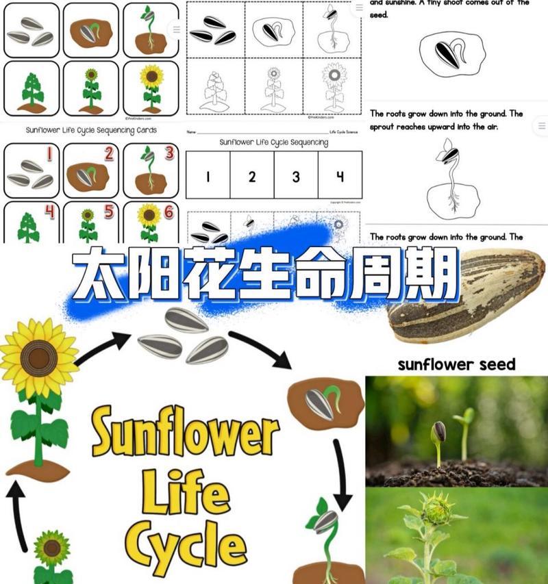 太阳花播种和生长管理的要点是什么？