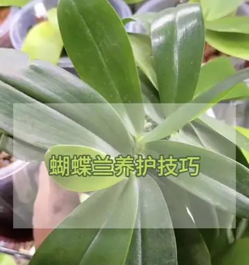 蝴蝶兰不开花的原因及解决方法？