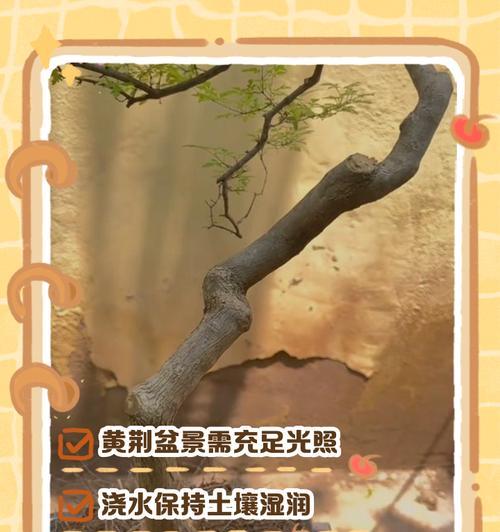 紫荆花盆景的养护要点有哪些？怎样才能养出美丽的紫荆花盆景？