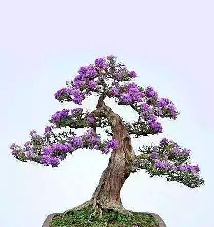 紫荆花盆景的养护要点有哪些？怎样才能养出美丽的紫荆花盆景？