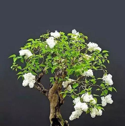 紫荆花盆景的养护要点有哪些？怎样才能养出美丽的紫荆花盆景？