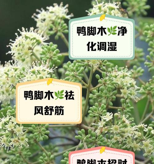 鸭掌木遇到虫害该如何解决？