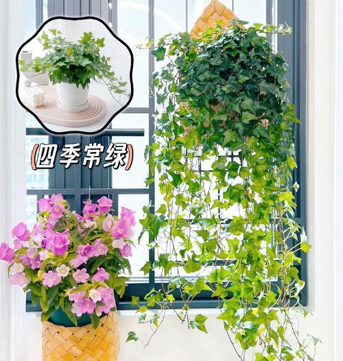常春藤的养殖方法和注意事项是什么？
