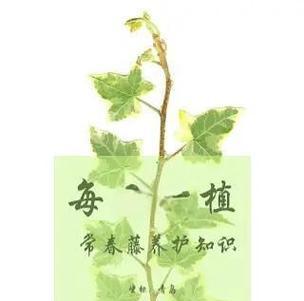 常春藤的养殖方法和注意事项是什么？