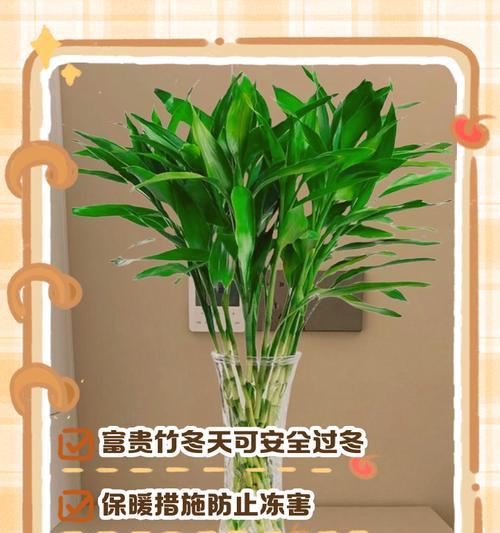 富贵竹土养的技巧和常见问题有哪些？