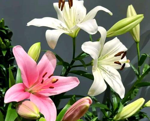 百合花种植步骤详解？如何确保百合花顺利开花？