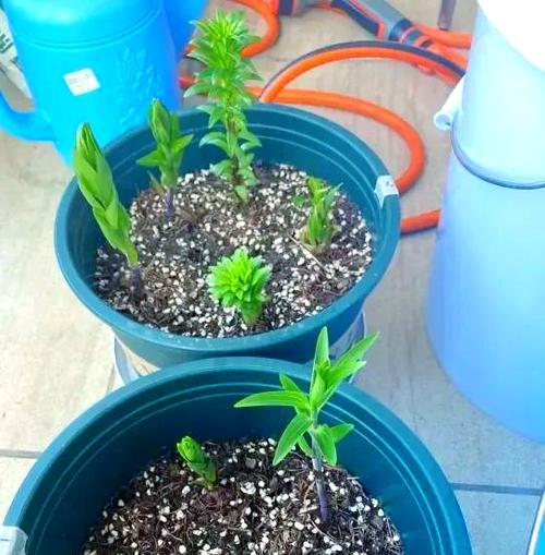百合花种植步骤详解？如何确保百合花顺利开花？