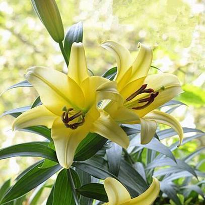 百合花种植步骤详解？如何确保百合花顺利开花？