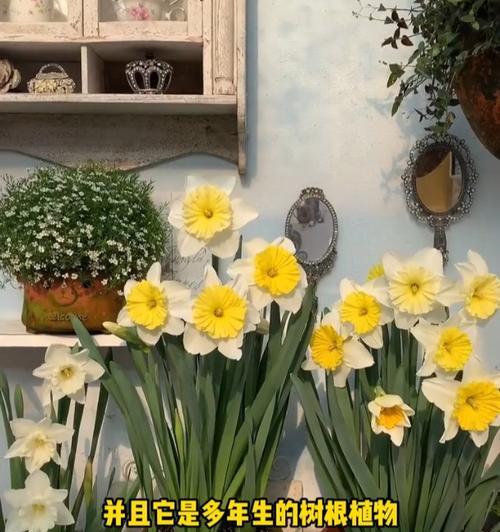 洋水仙开花后的养护和管理方法是什么？