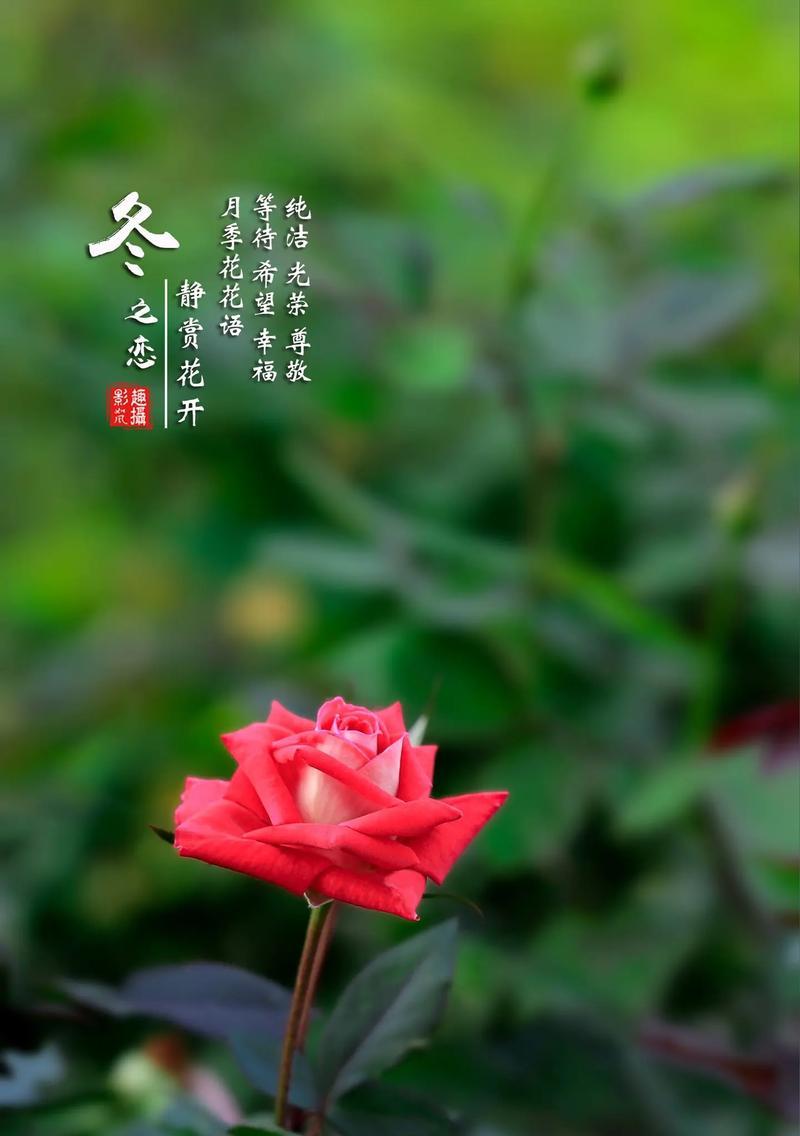 月季花的花语有哪些含义？