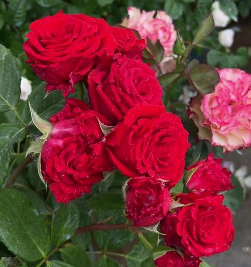月季花的花语有哪些含义？