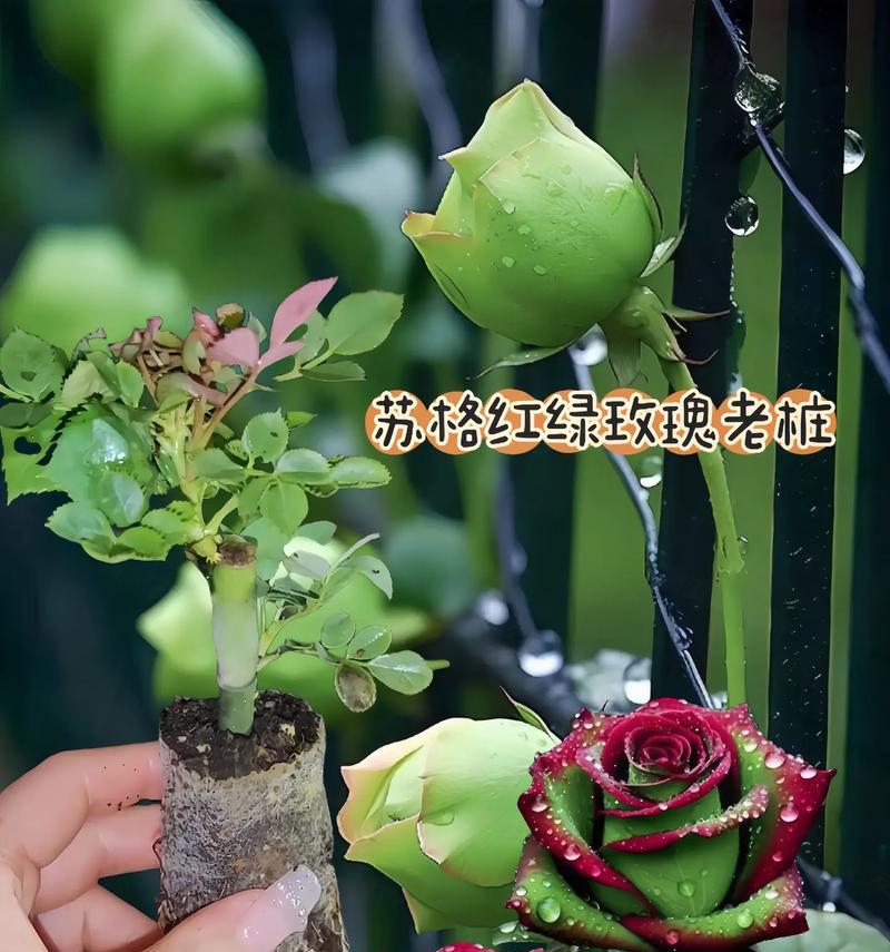 花卉养护的基本方法是什么？如何保持花的鲜艳？