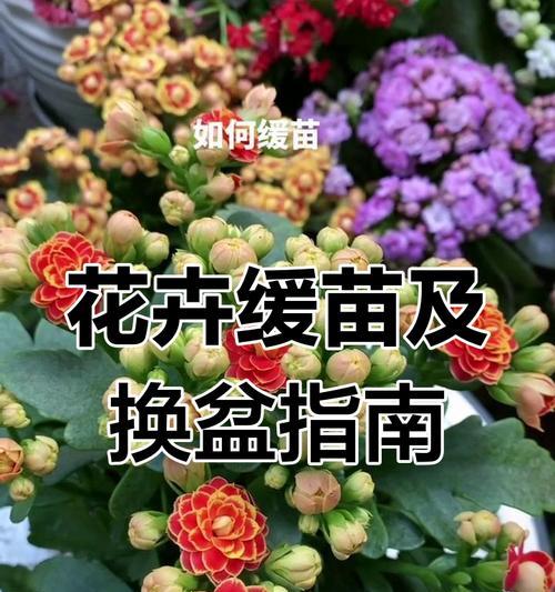 花卉养护的基本方法是什么？如何保持花的鲜艳？