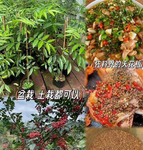 花卉养护的基本方法是什么？如何保持花的鲜艳？