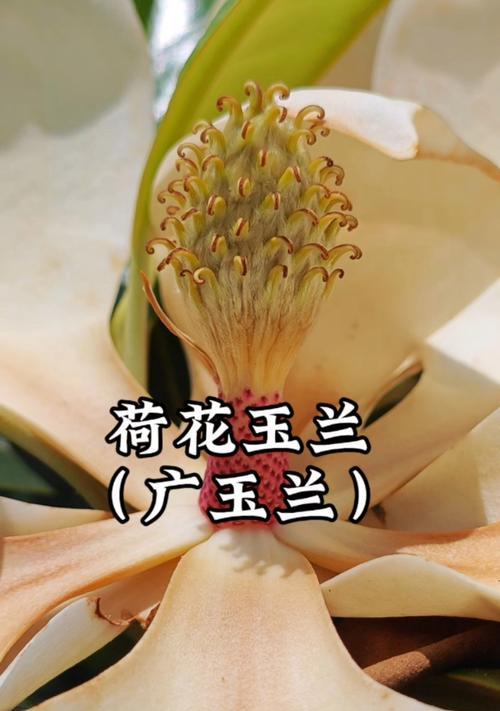 荷花兰的养殖方法有哪些？