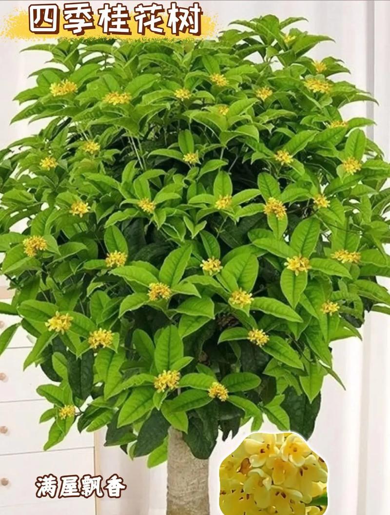 植物盆栽养殖的正确方法有哪些？