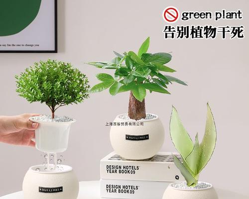 植物盆栽养殖的正确方法有哪些？