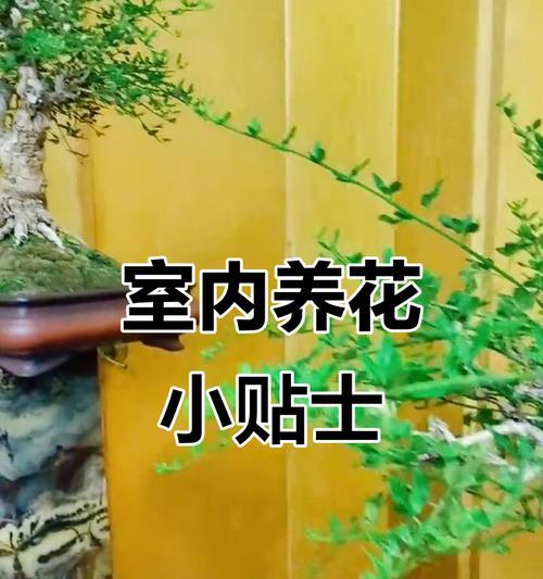 植物盆栽养殖的正确方法有哪些？