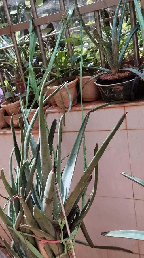 小芦荟有多少种？哪种最适合室内种植？