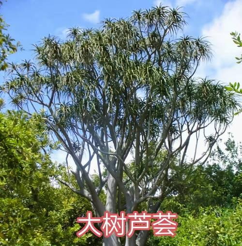 小芦荟有多少种？哪种最适合室内种植？