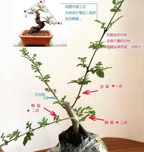 对节白蜡名字的由来是什么？