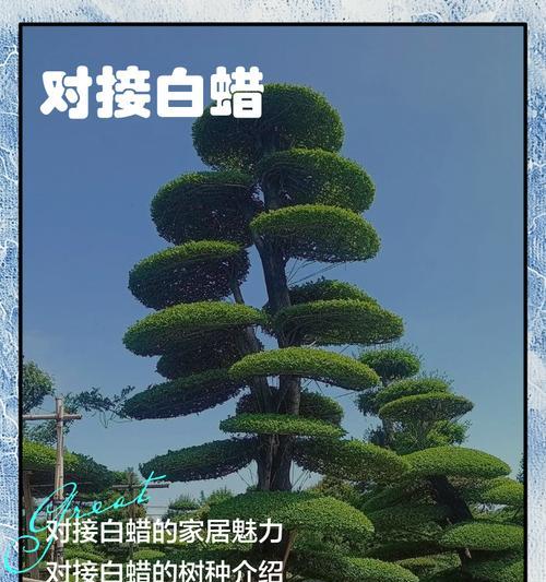 对节白蜡名字的由来是什么？
