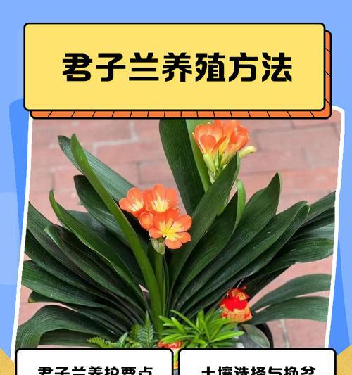 秋季君子兰换盆的步骤和注意事项是什么？