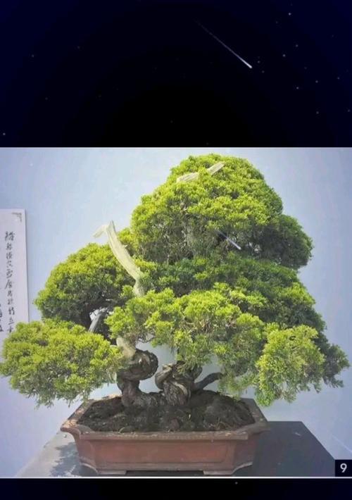 树桩盆景养护技巧：哪些好养活？