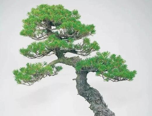 树桩盆景养护技巧：哪些好养活？