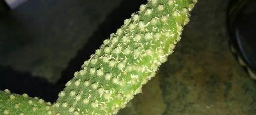 仙人掌生虫的处理方法是什么？