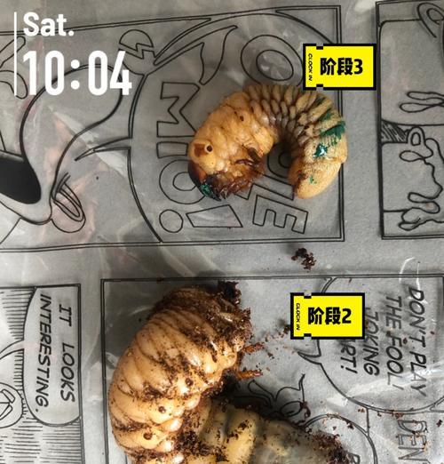 仙人掌生虫的处理方法是什么？
