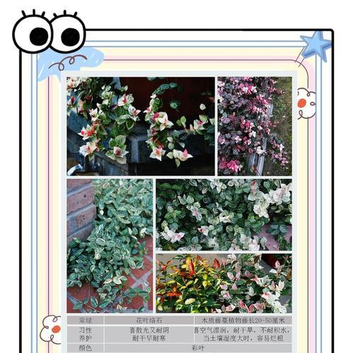 观叶花卉有哪些？它们的叶色变化如何？