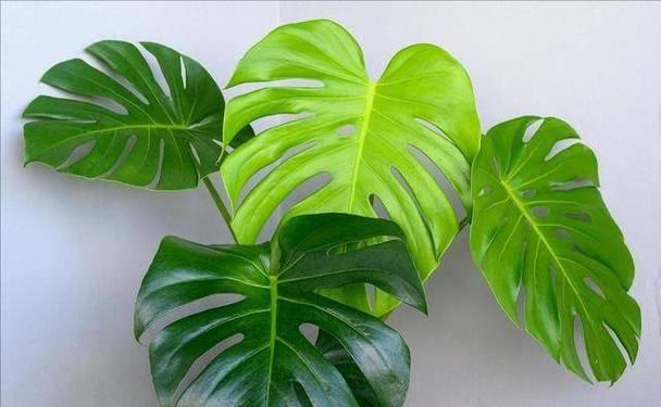 观叶花卉有哪些？它们的叶色变化如何？
