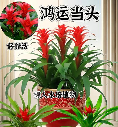 鸿运当头养殖方法是什么？