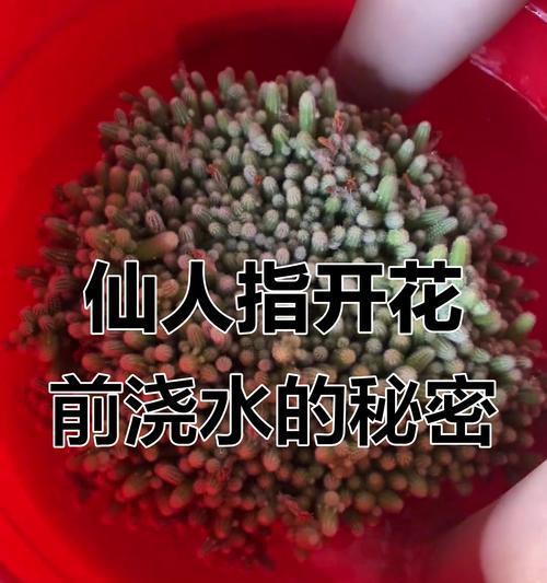 仙人指花的正确养护技巧？