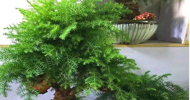 澳洲杉浇水需要注意什么？多久浇一次水合适？