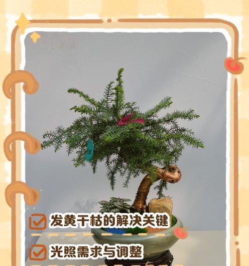 澳洲杉浇水需要注意什么？多久浇一次水合适？