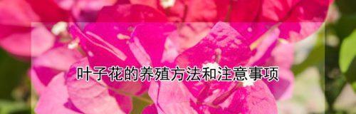 对叶掌的养殖方法和注意事项是什么？