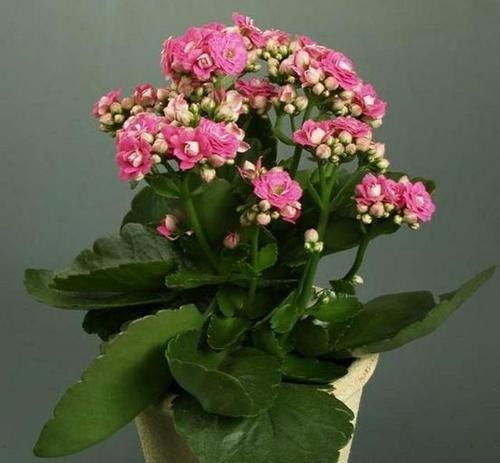 哪些鲜花可以长时间保持新鲜？