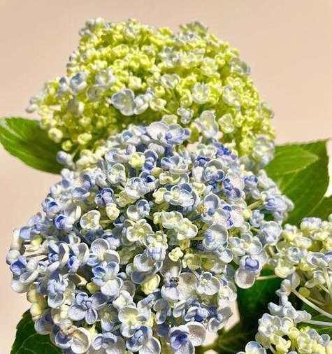 绣球花有哪些品种？不同品种绣球花的花色变化如何？