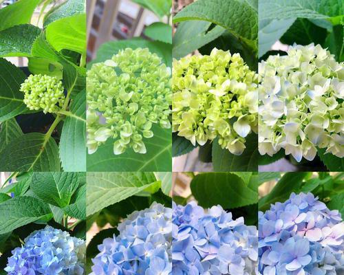 绣球花有哪些品种？不同品种绣球花的花色变化如何？