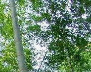 毛竹种植的正确方法和注意事项是什么？