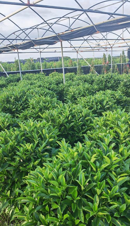 非洲茉莉种植的正确步骤？