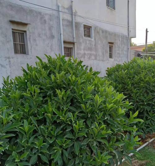 非洲茉莉种植的正确步骤？