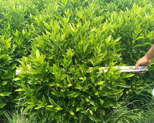 非洲茉莉种植的正确步骤？