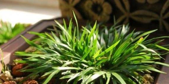 蒲草的品种有哪些？蒲草品种的养护方法是什么？